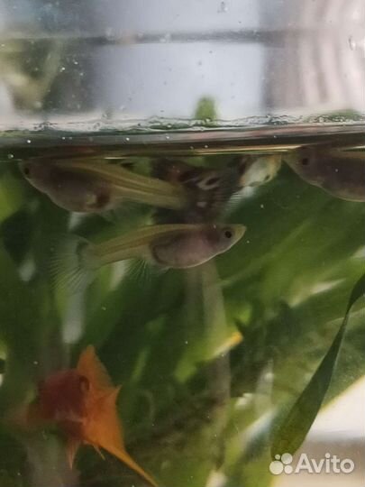 Аквариумные рыбки гуппи