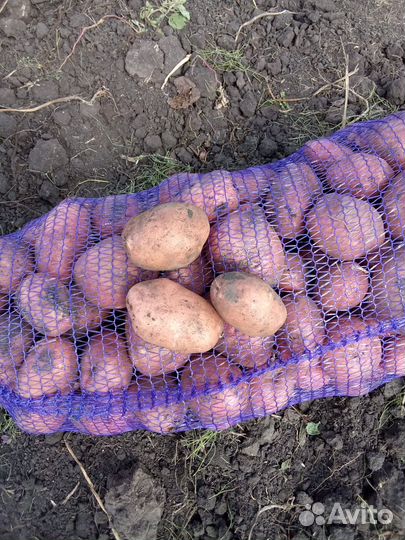 Белароза,редледи,аврора,королева анна