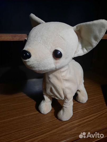 Собачка чичилав