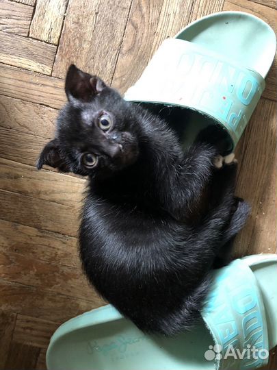 Умные котята в добрые руки