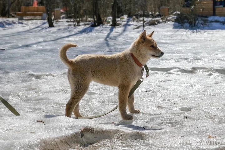 Щенок ищет дом