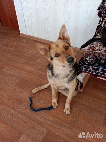 Собака молодая стерилизованная