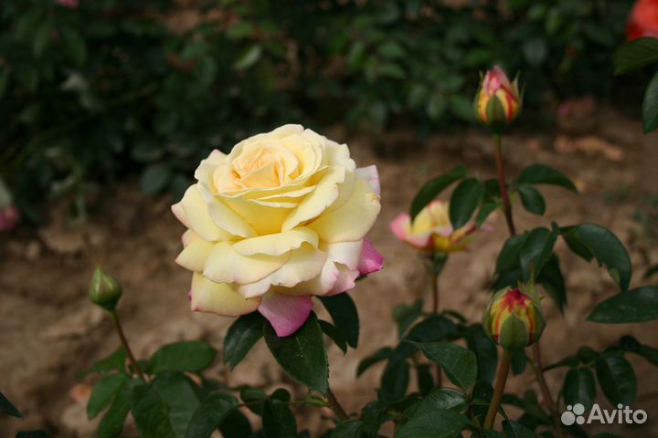 Роза сорта Глория Дей