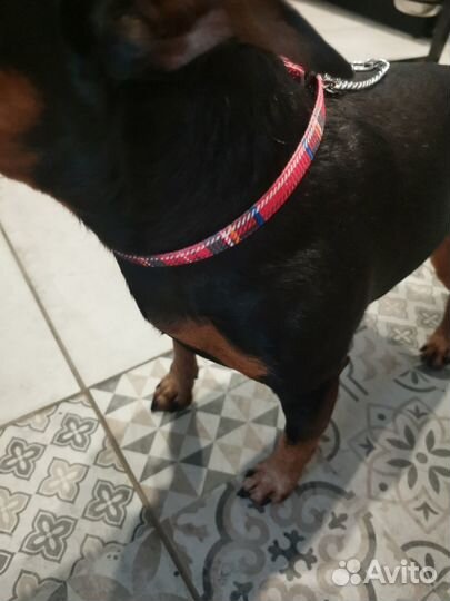 Ошейник для собак