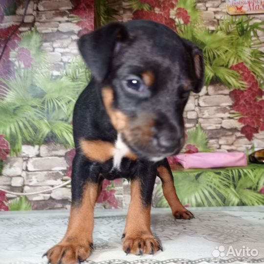 Щенок ягдтерьер