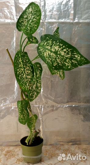 Продам дифенбахию