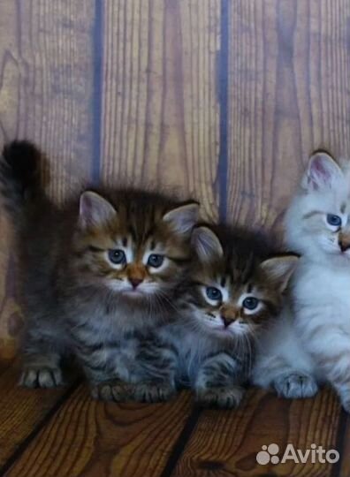 Сибирские котята, доставка на дом