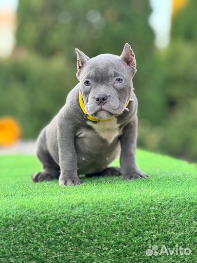 Американский булли девочка красотка