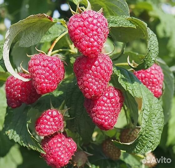 Саженцы малины