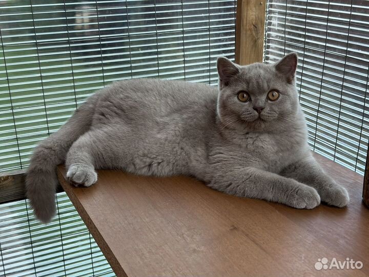 Британская короткошерстная