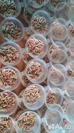 Живая наживка. Черви, мотыль, опарыш