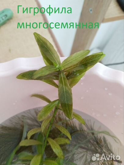 Прополка Аквариумные растения без со2