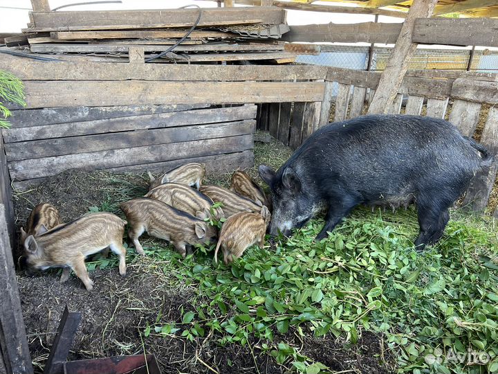 Поросята, дикие кабанчики