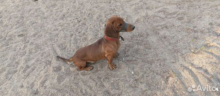 Карликовая такса бесплатно