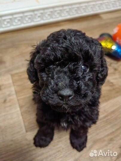 Карликовый пудель