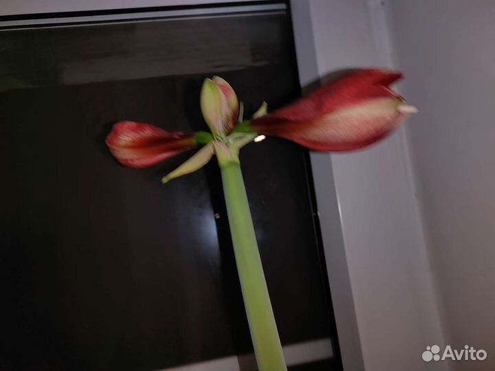 Гиппеаструм