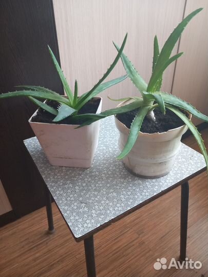 Хлорофитум кудрявый. Алоэ лечебный, детки