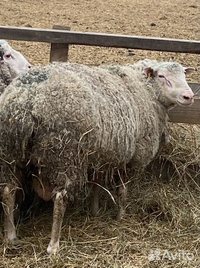 Бараны тексель
