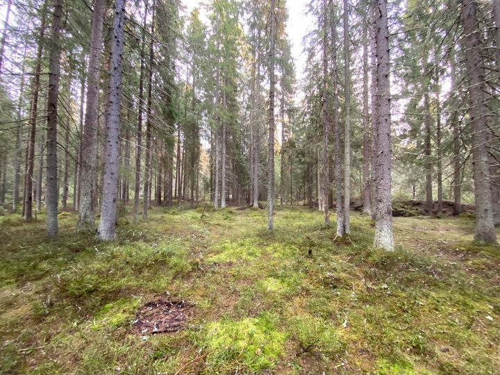 Участок 77,4 сот. (ИЖС)