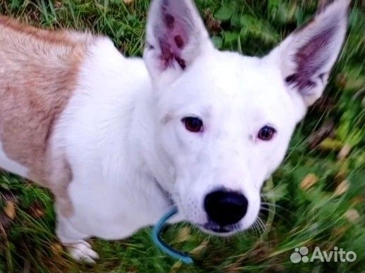 Девочка Пыжума