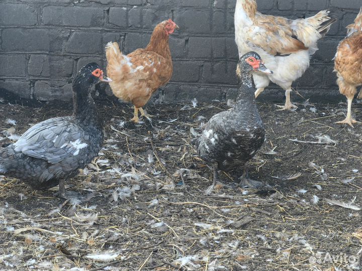 Мускусные утки тяжелые линии