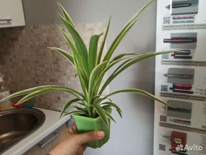 Хлорофитум полосатый