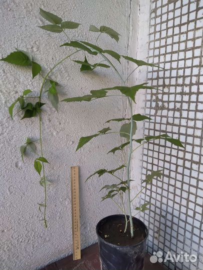 Малина Кумберленд чёрная саженцы