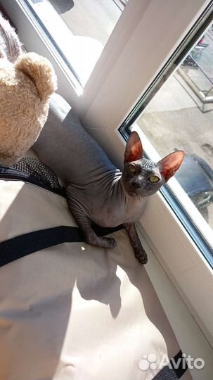 Донской сфинкс