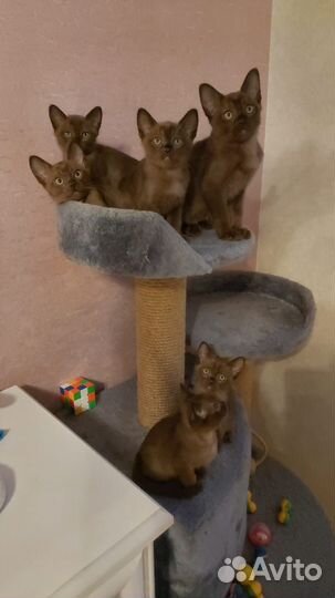 Бурманские котята