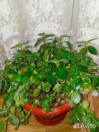 Комнатные цветы