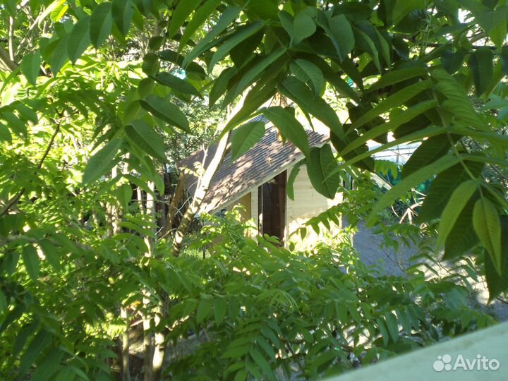 Манжурский орех