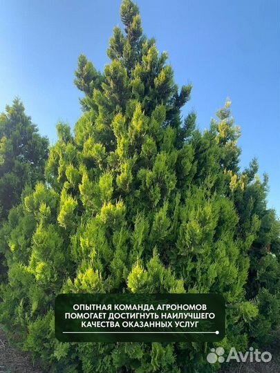 Туя западная Брабант, крупномер