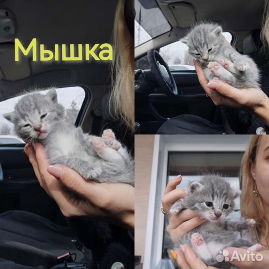 Котята в добрые руки