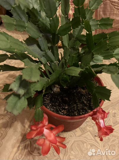 Саженцы декабриста