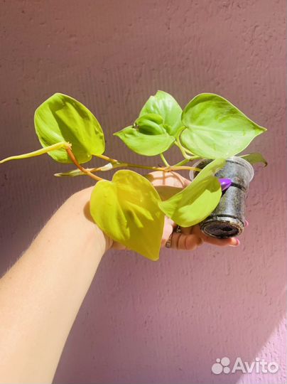 Каладиум, фикусы, домашние растения