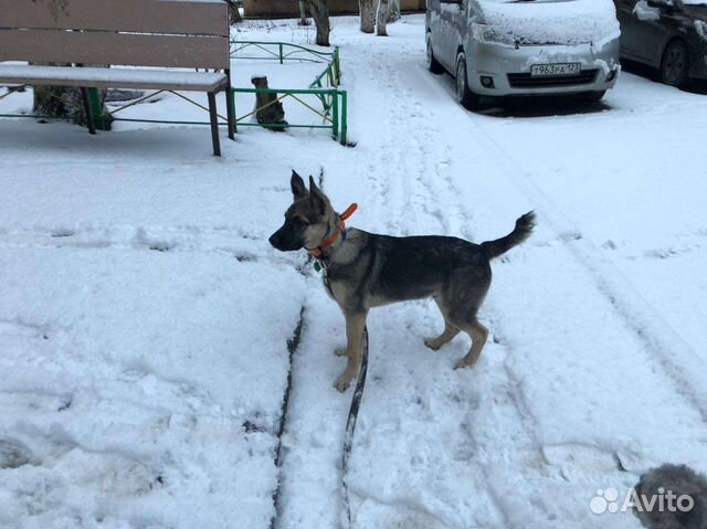 Щенок родился в ноябре