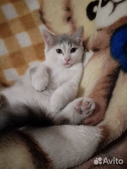 Котята 2 месяца