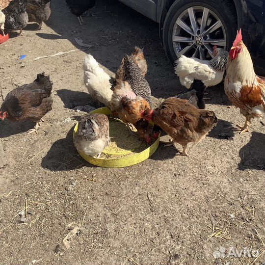 Инкубационное яйцо куриные