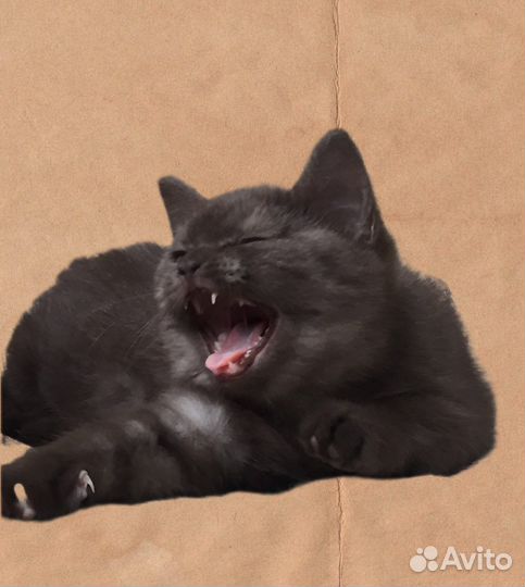 Породные школадные котята британцы