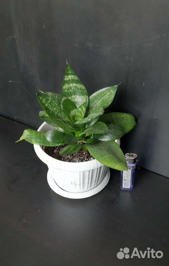 Сансевиерия тещин язык зеленая, сансевиерия Ханни