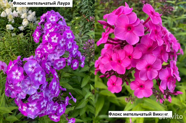 Флоксы метельчатые разных сортов. Часть VI