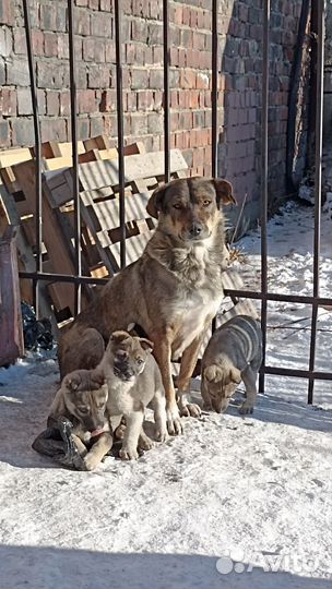 Щенки в добрые ручки