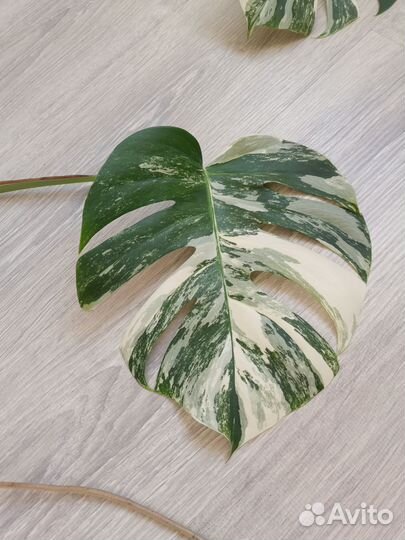 Монстра альба