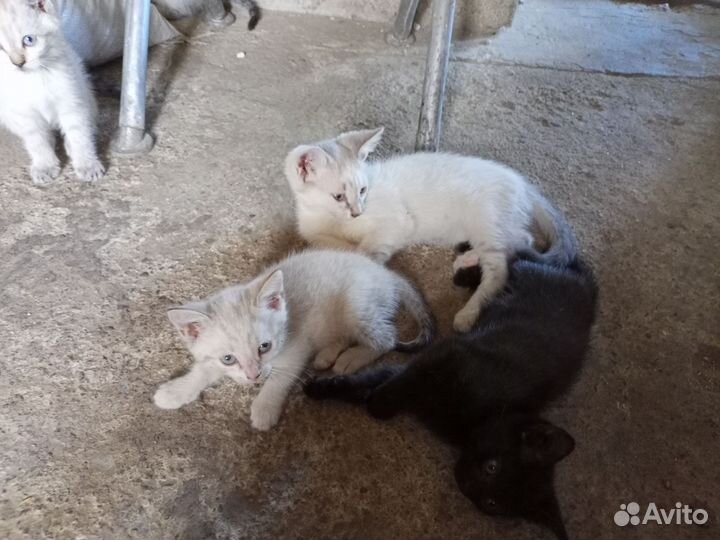 Котята в добрые руки