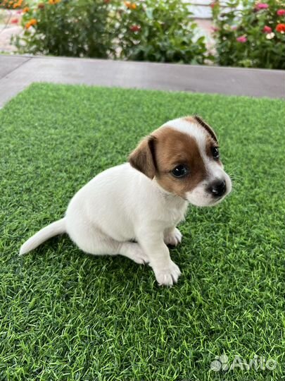 Щенки джек рассел терьер