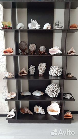 Морские раковины и кораллы