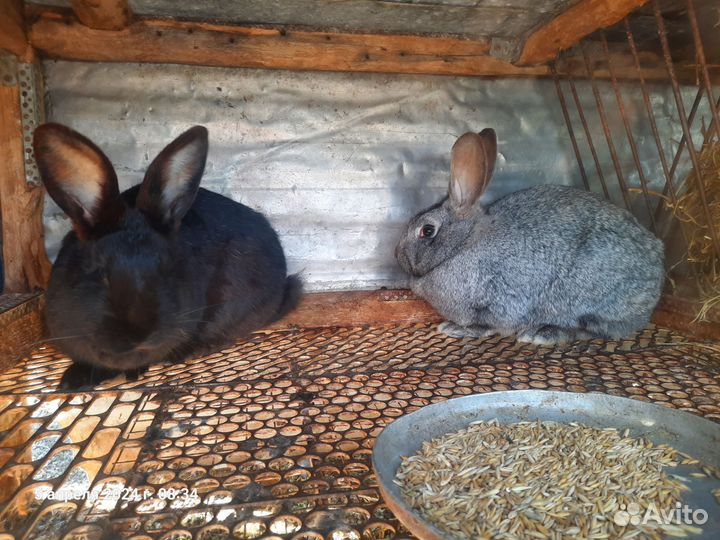 Кролики самки на племя