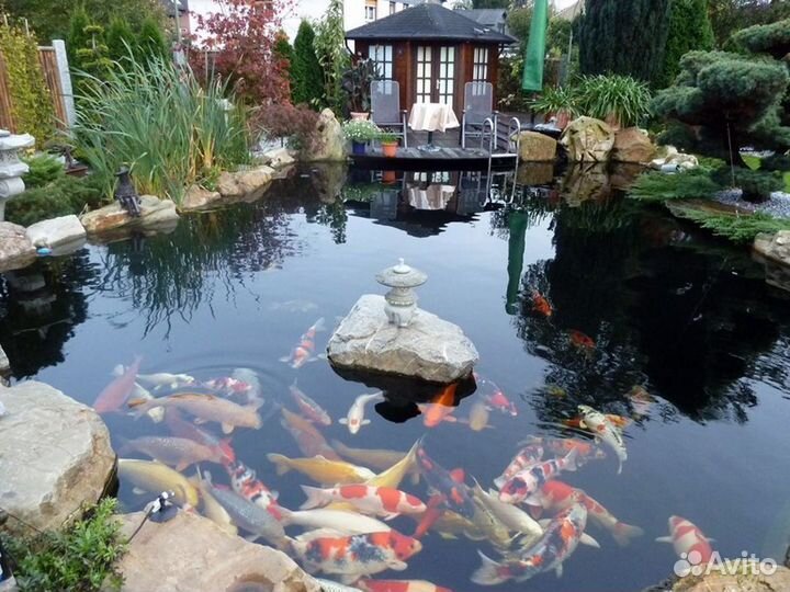 Живая рыба карп кои