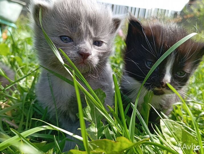 Котята в добрые руки