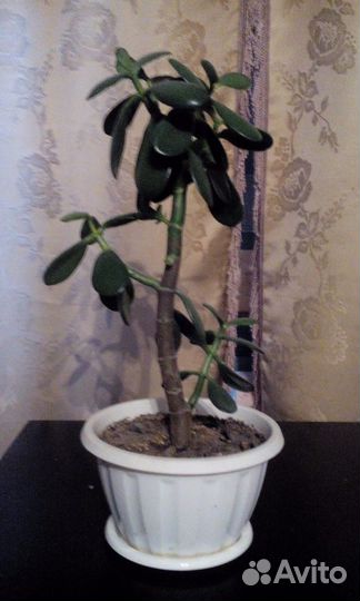 Продам денежное дерево (Толстянка), алоэ-столетник